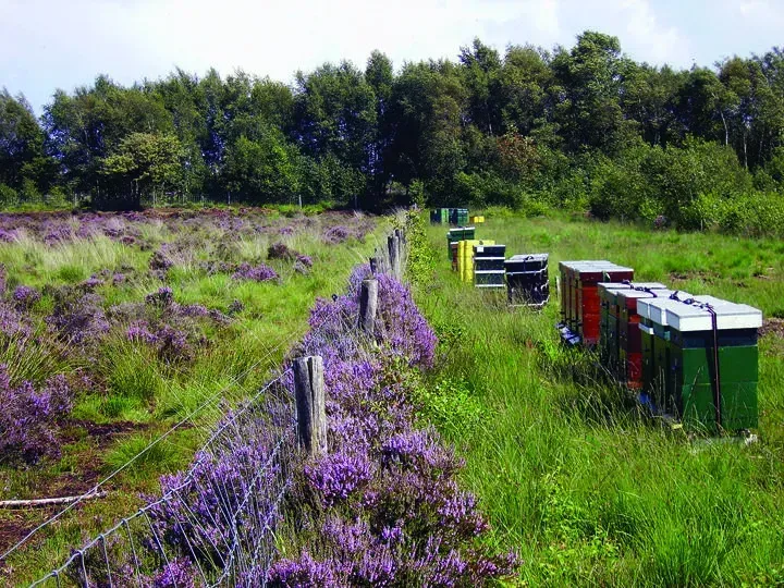 De bij hoort er bij - afbeelding 2